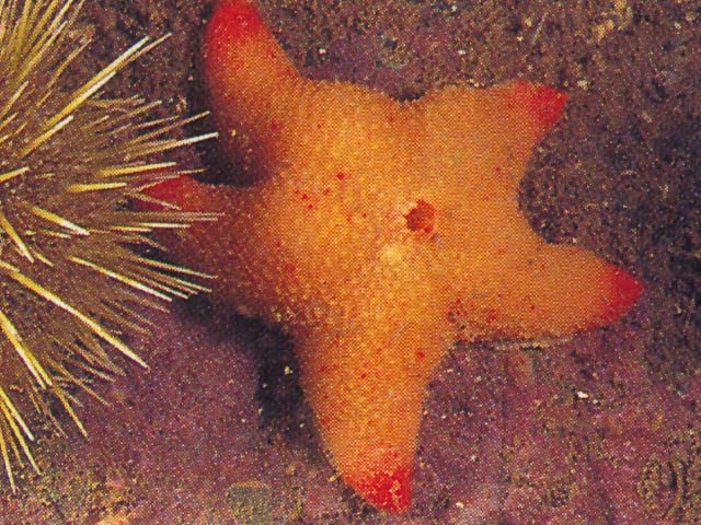 Pteraster militaris