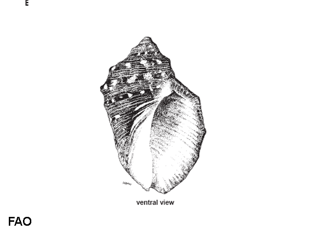 Purpura panama