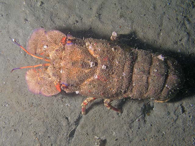 Scaeq_u0.jpg