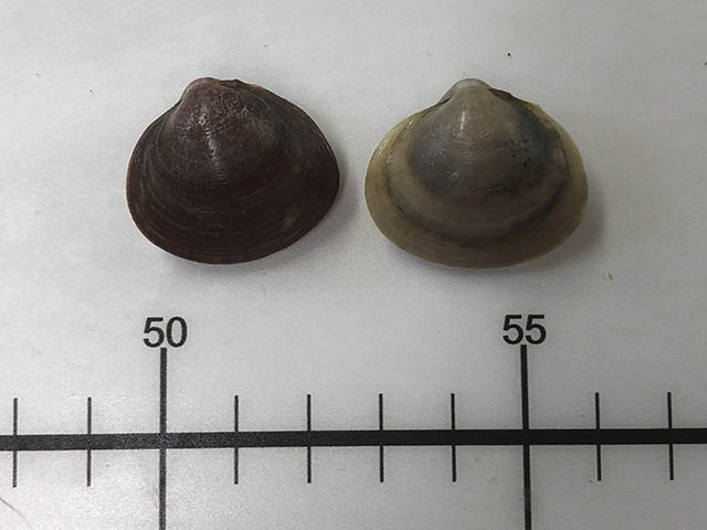 Selap_u0.jpg