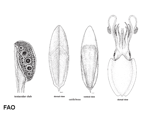 Rhombosepion orbignyanum
