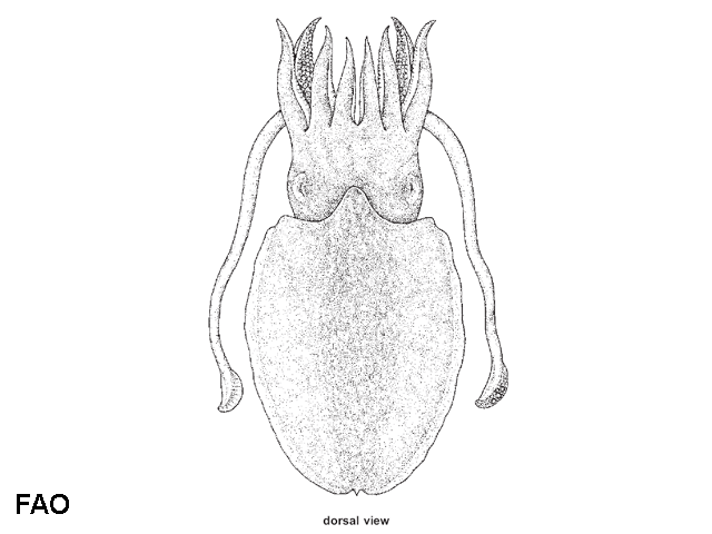 Sepia recurvirostra