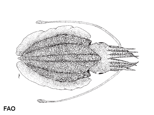 Sepia stellifera