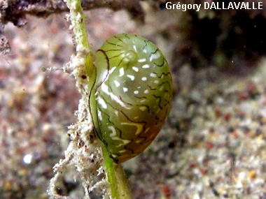 Smaragdia viridis