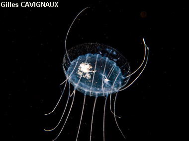 Solmissus albescens