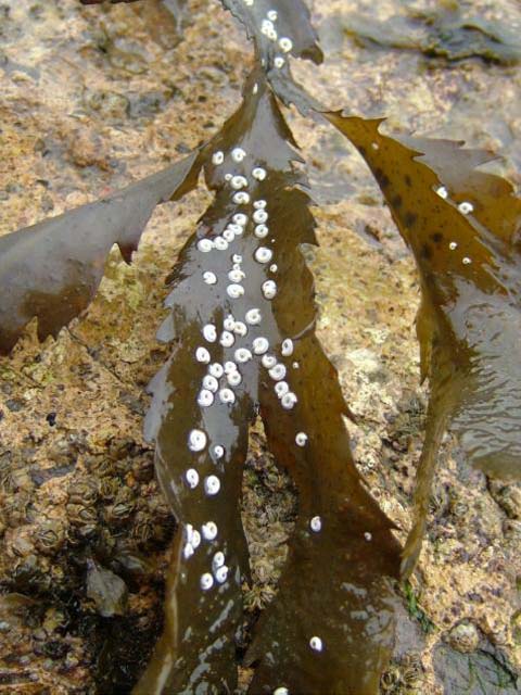 Spirorbis borealis