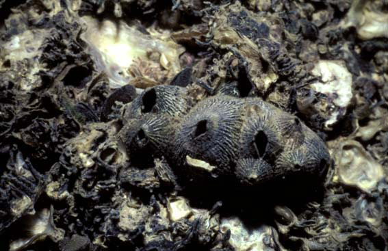 Tetraclita squamosa