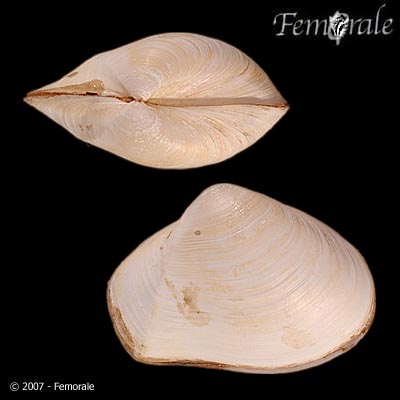 Thracia convexa
