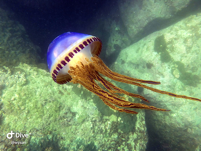 Thysanostoma loriferum