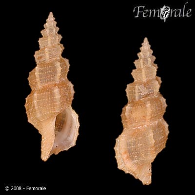 Tritonoturris menecharmes