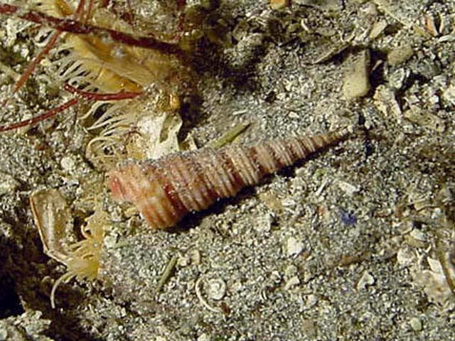 Turritellinella tricarinata