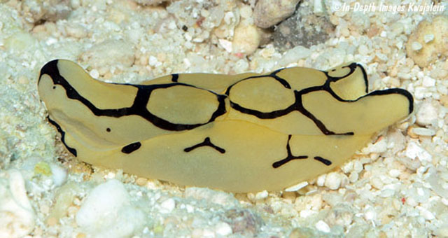Tupil_u8.jpg