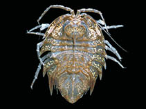 Acger_u0.jpg