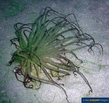 Achae_u3.jpg
