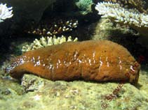 Acmau_u0.jpg