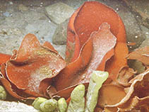 Adutr_u0.jpg