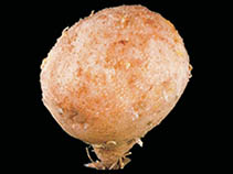 Aplor_u0.jpg