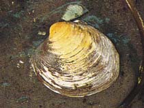 Arisl_u0.jpg
