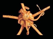 Asbru_u0.jpg