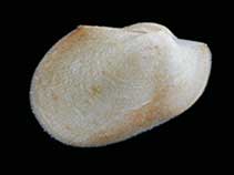 Basin_u0.jpg