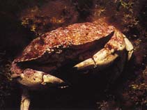 Cabor_u0.jpg