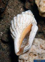 Calab_u5.jpg