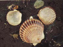 Clcil_u0.jpg