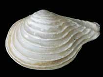 Cucon_u0.jpg