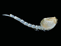 Cygig_u0.jpg