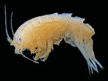 Ecimp_u0.jpg