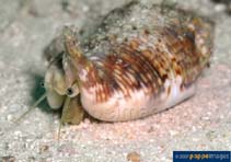 Euaur_u8.jpg
