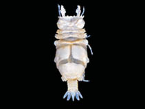 Eugig_m0.jpg