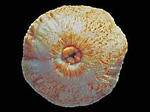 Hosco_u3.jpg