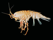 Ipcyc_u0.jpg