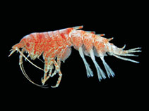 Ipcyc_u1.jpg