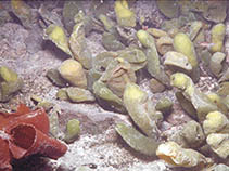 Ircor_u0.jpg