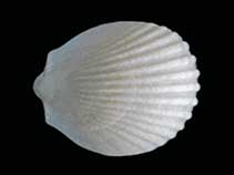 Lipyg_u0.jpg