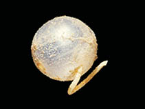 Paarn_u0.jpg