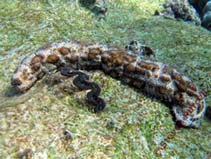 Pegra_u1.jpg
