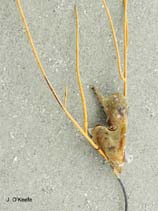 Ptcol_u0.jpg