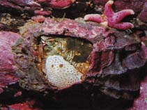 Sebal_u0.jpg