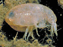 Tecra_u0.jpg