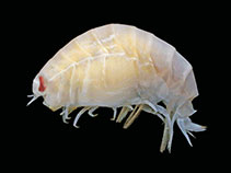 Waobe_u0.jpg