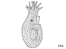 Image of Japetella diaphana (Diaphanous pelagic octopod)