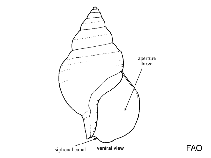 Image of Metula lintea 