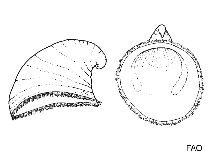 Image of Trichotropis conica 