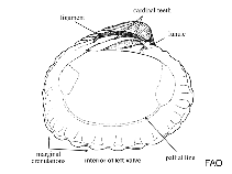 Image of Pleuromeris tridentata (Threetooth carditid)