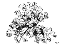 Image of Heterocyathus alternatus 