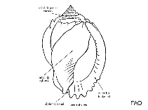 Image of Phalium decussatum (Decussate bonnet)
