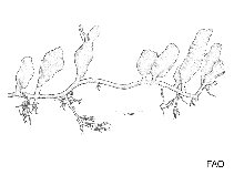 Image of Caulerpa verticillata 
